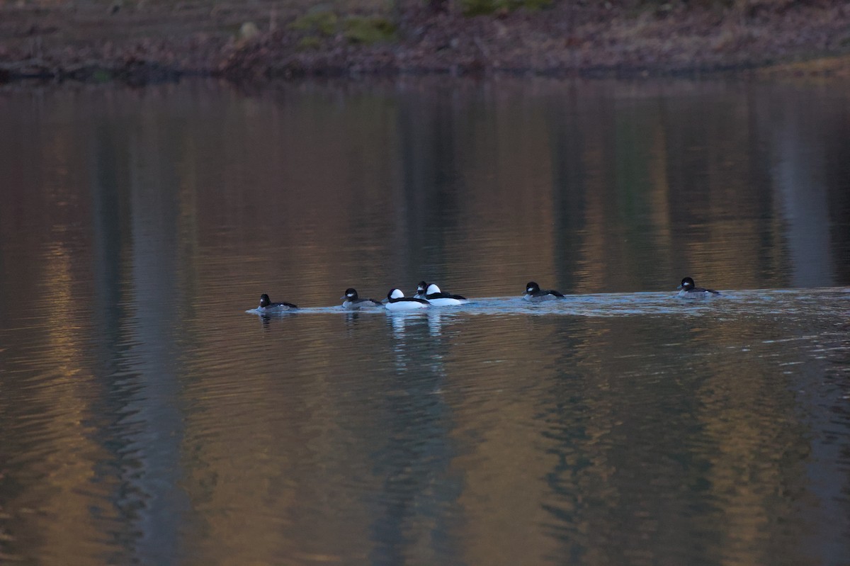 Bufflehead - ML615807334