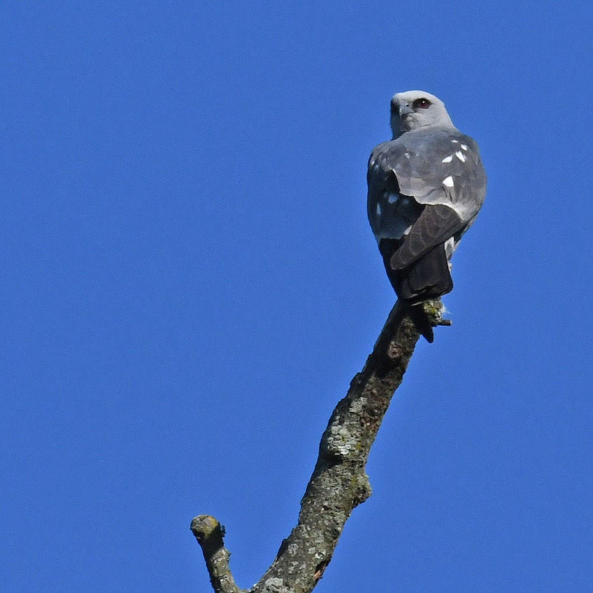 Mississippi Kite - ML615807348