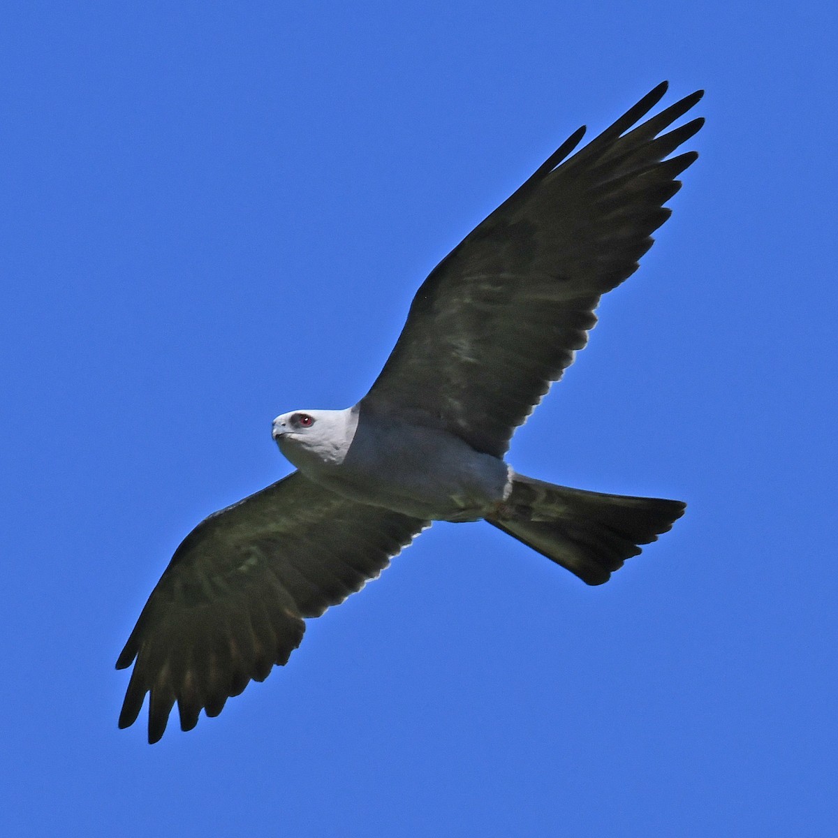 Mississippi Kite - ML615807357