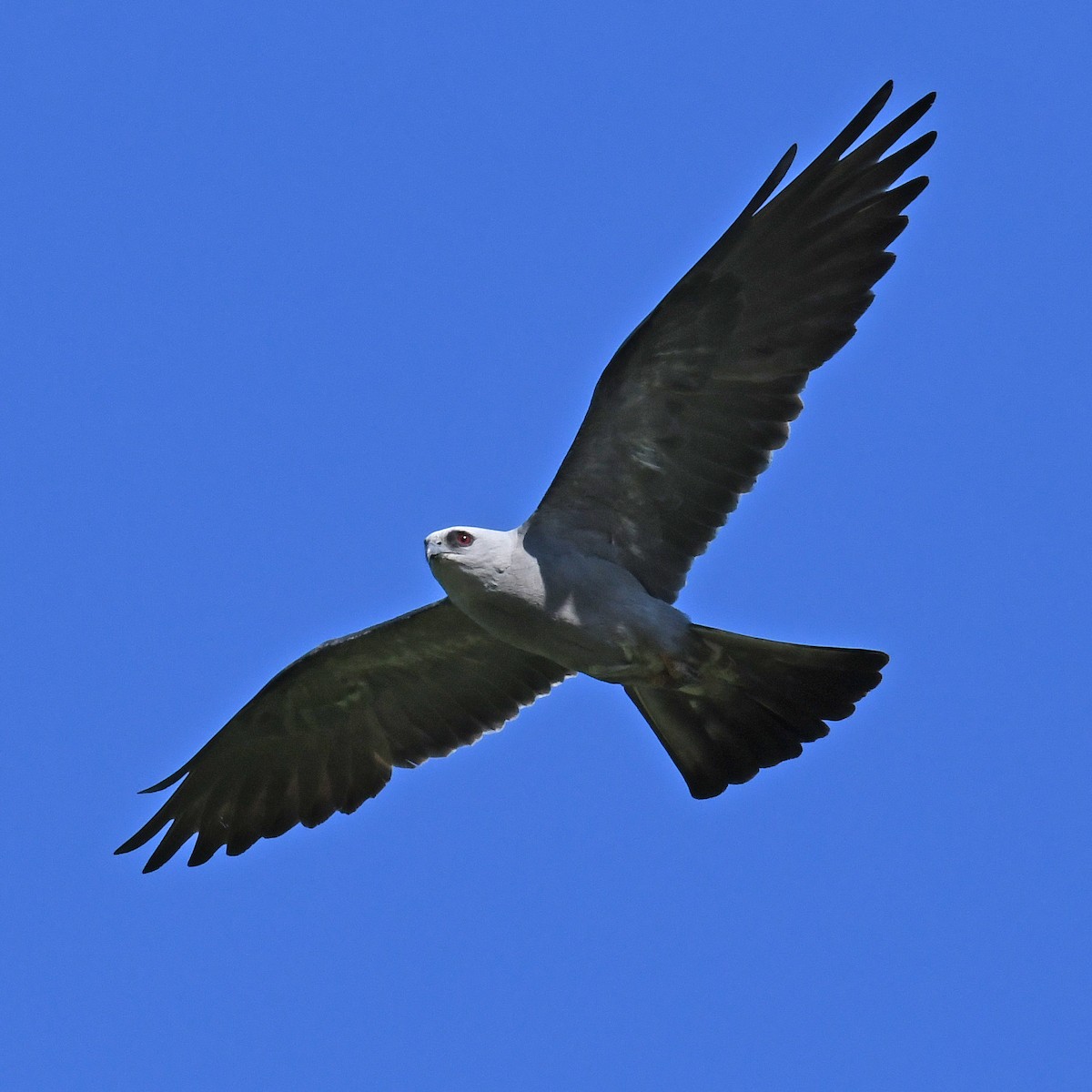 Mississippi Kite - ML615807358