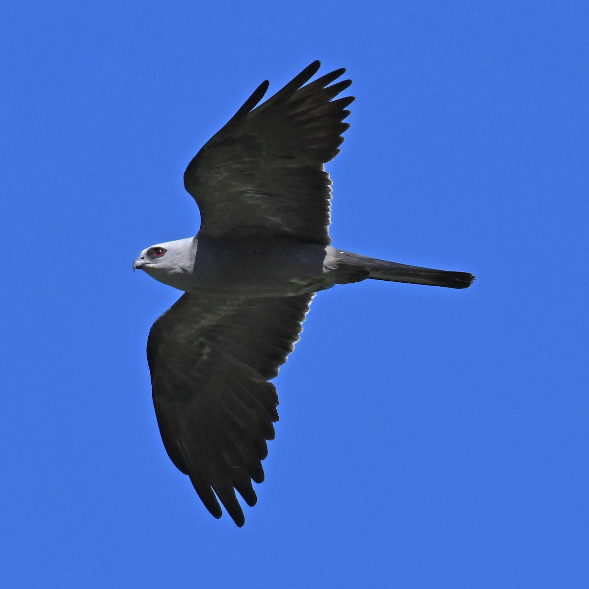 Mississippi Kite - ML615807359