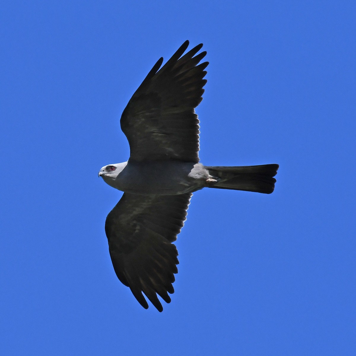 Mississippi Kite - ML615807360