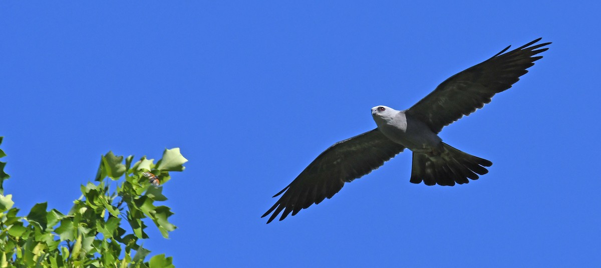 Mississippi Kite - ML615807363