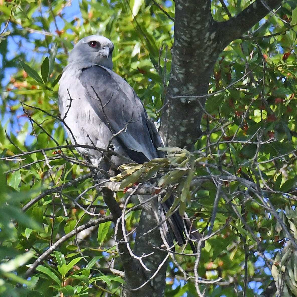 Mississippi Kite - ML615807364