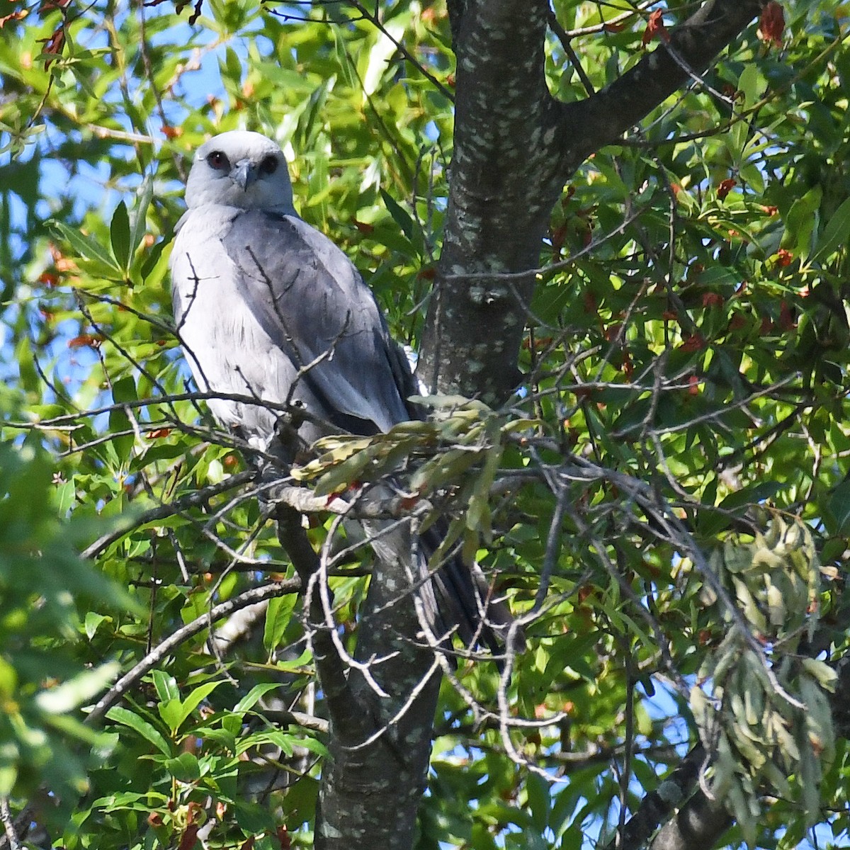 Mississippi Kite - ML615807365