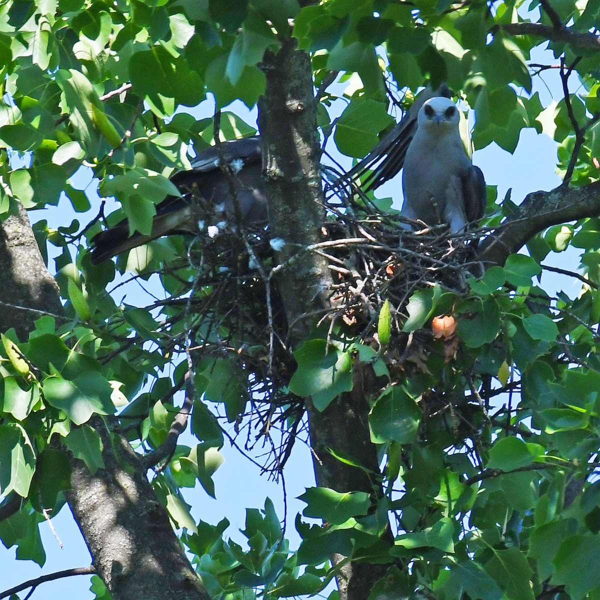 Mississippi Kite - ML615807366