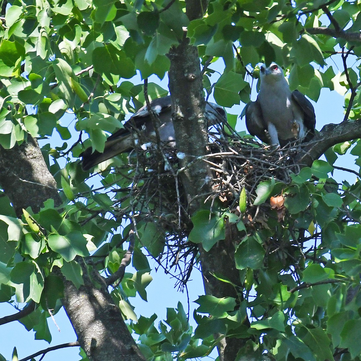 Mississippi Kite - ML615807370