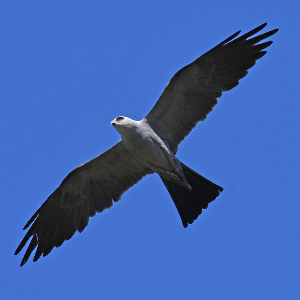 Mississippi Kite - ML615807371