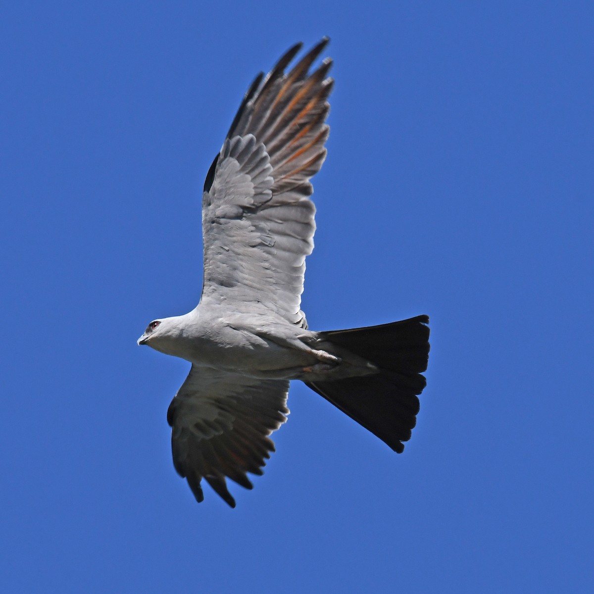 Mississippi Kite - ML615807377
