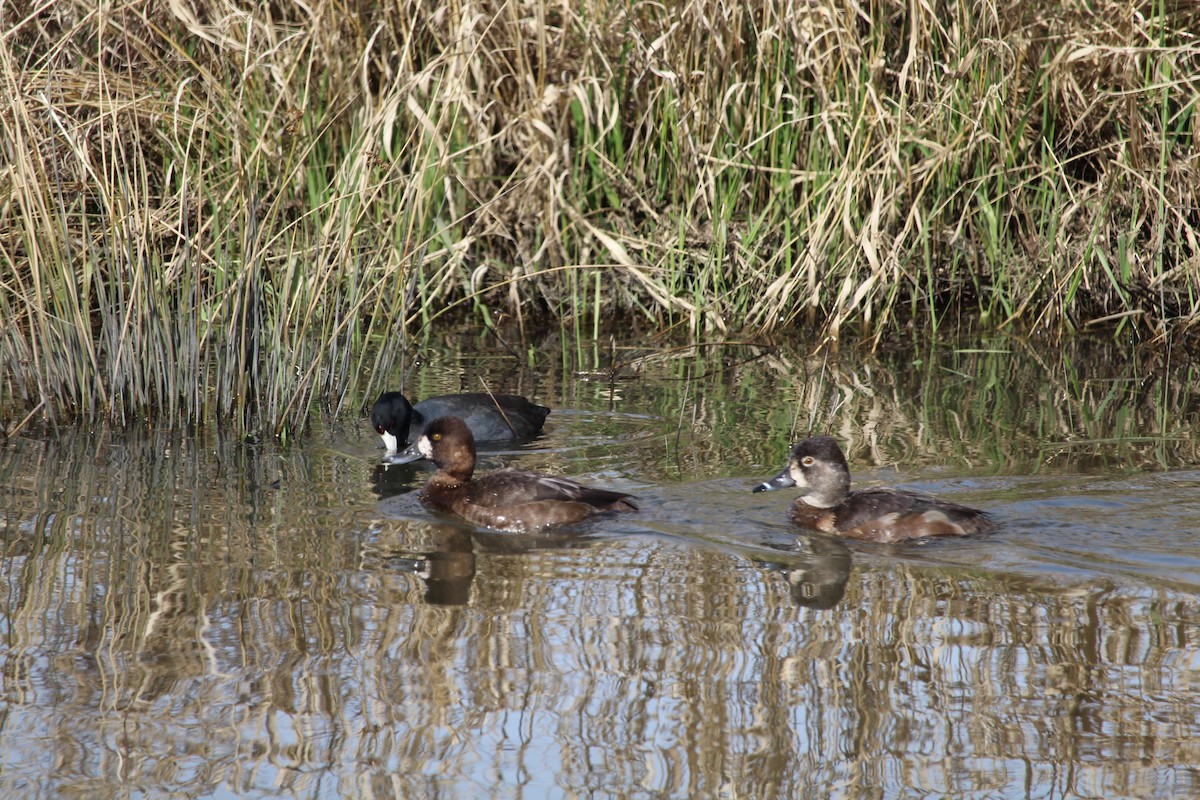 Greater Scaup - Casey Moore-Harris