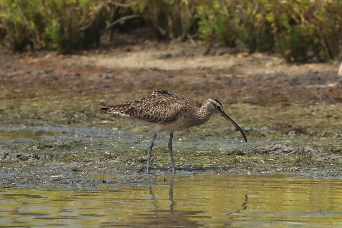 Whimbrel - ML615807427