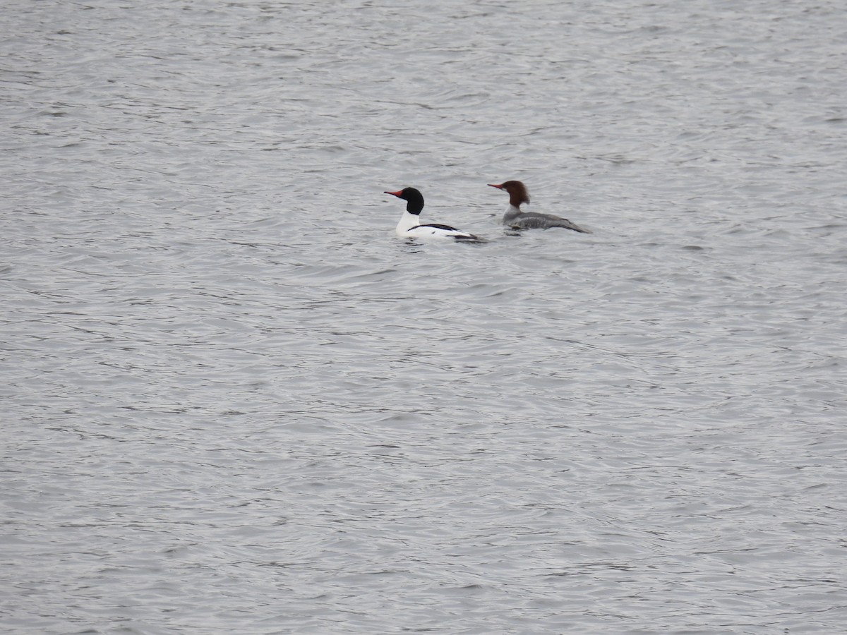 Common Merganser - ML615807534