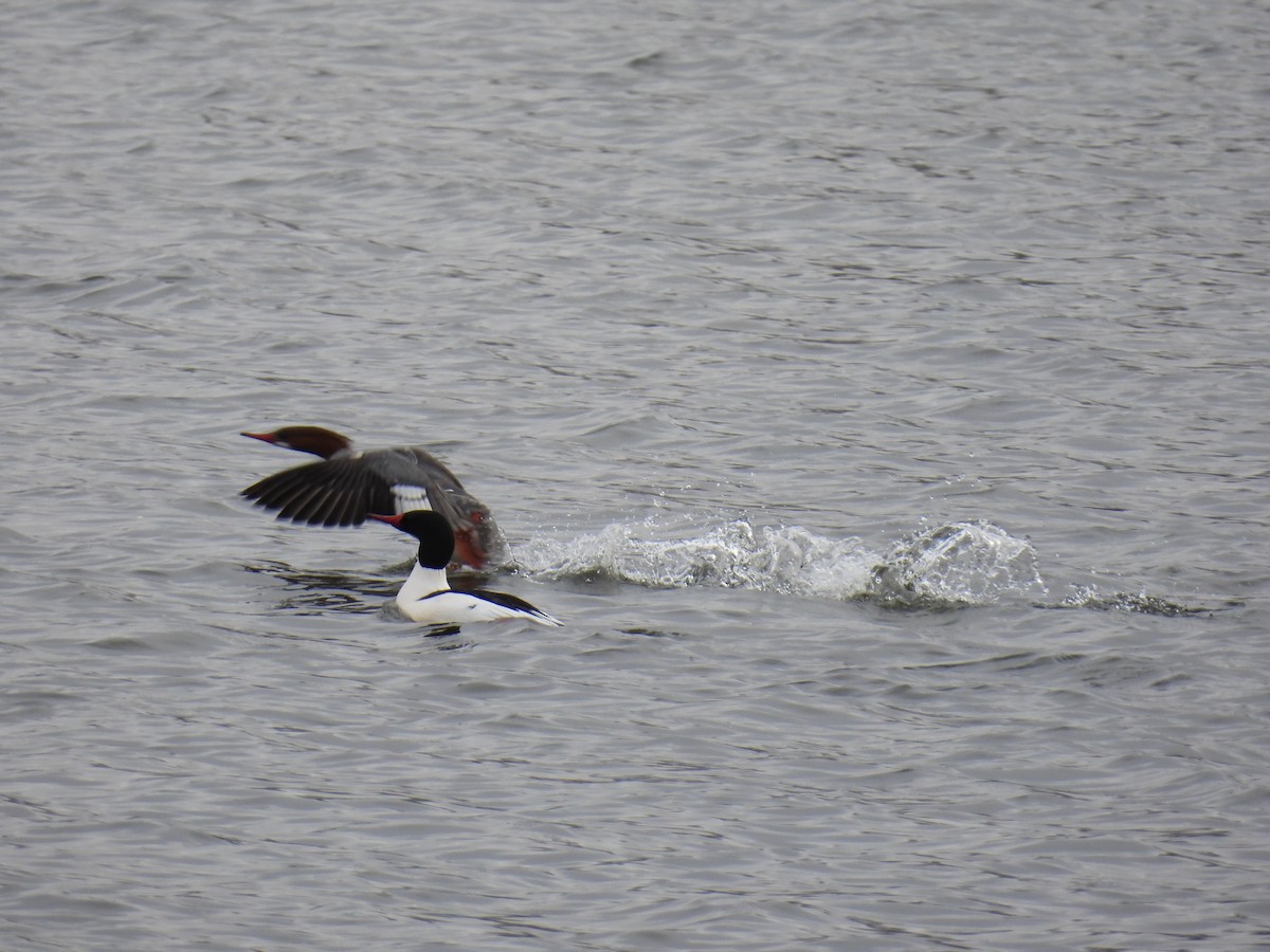 Common Merganser - Janet Sippel