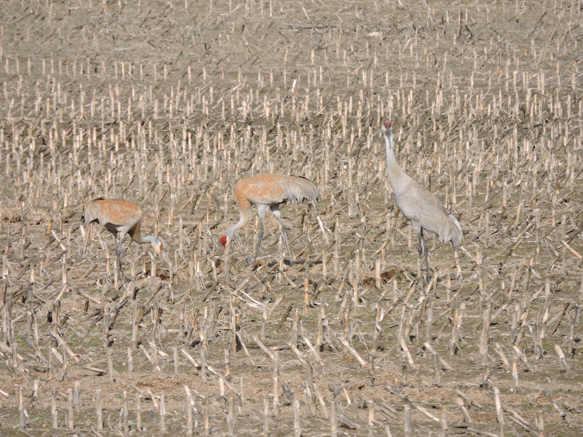 Sandhill Crane - Mary Ellen Newport