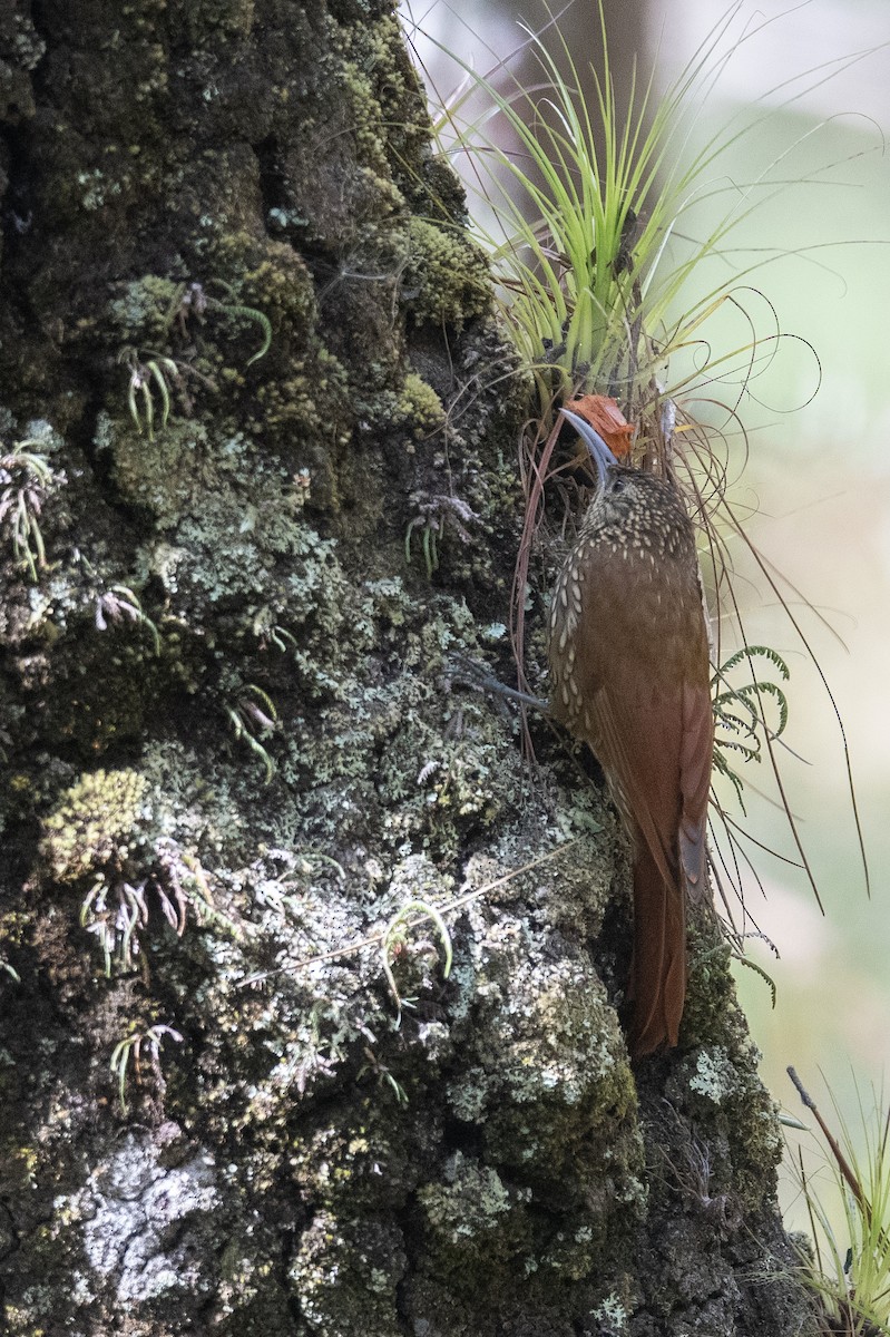 Spot-crowned Woodcreeper (Northern) - John Cahill xikanel.com