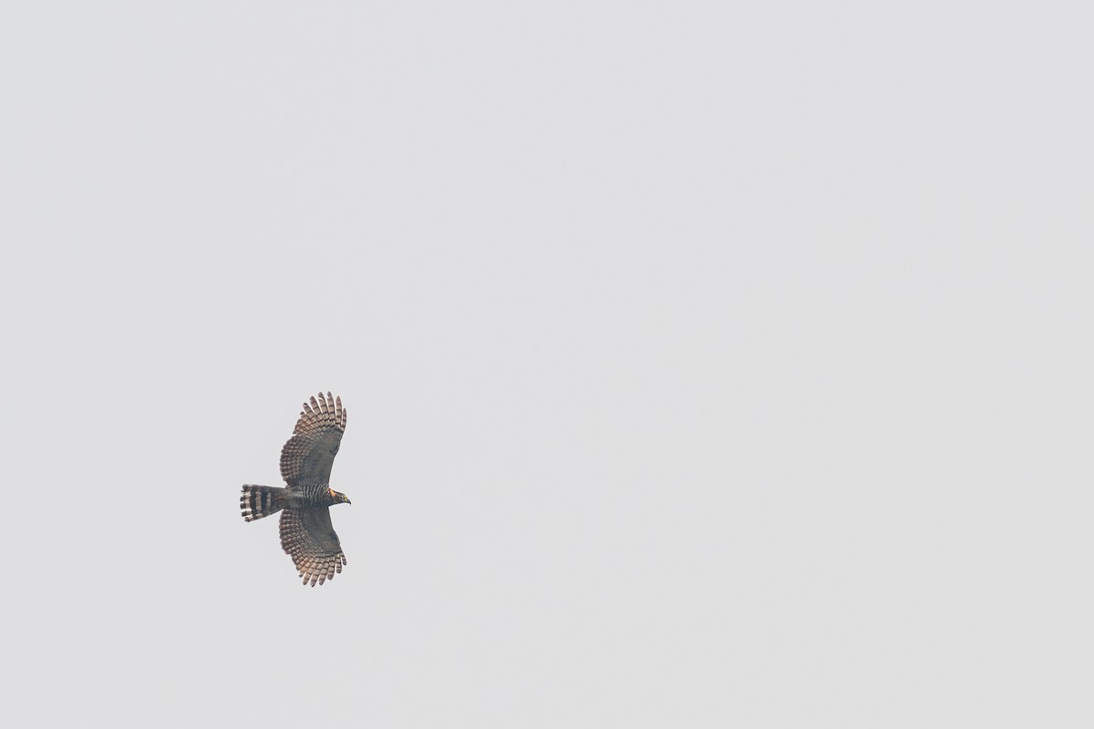 Hook-billed Kite (Hook-billed) - Victor Castanho