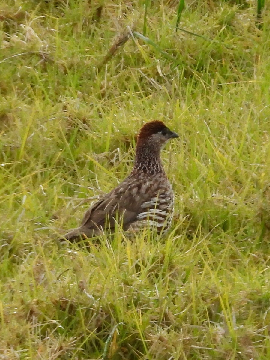 Francolín de Erckel - ML615807674