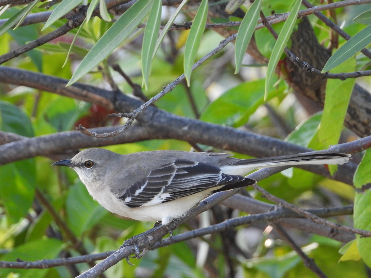 Northern Mockingbird - ML615807694