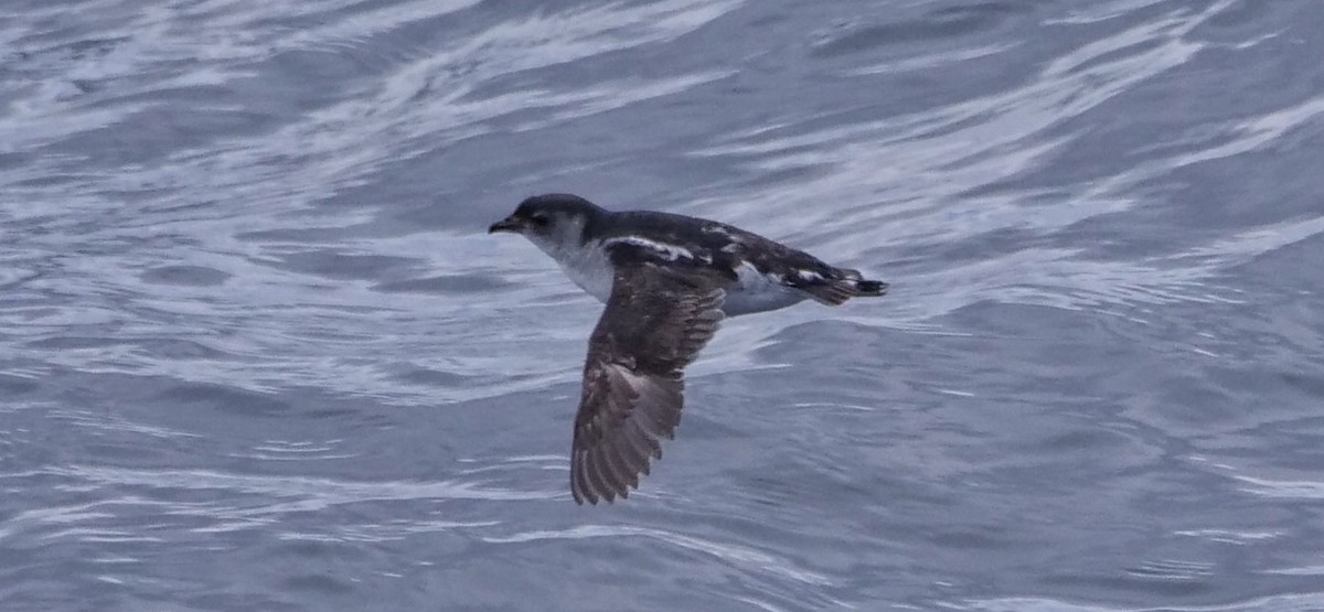 South Georgia Diving-Petrel - ML615807719