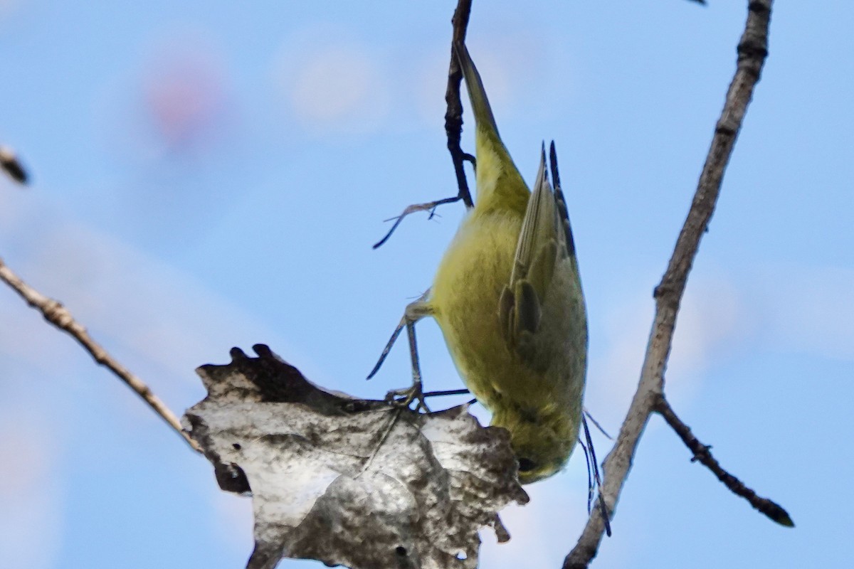 Orange-crowned Warbler - ML615807804