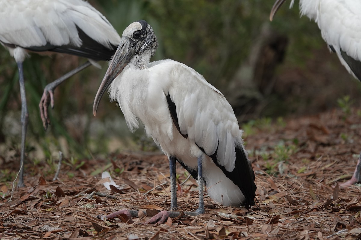 Wood Stork - ML615807859