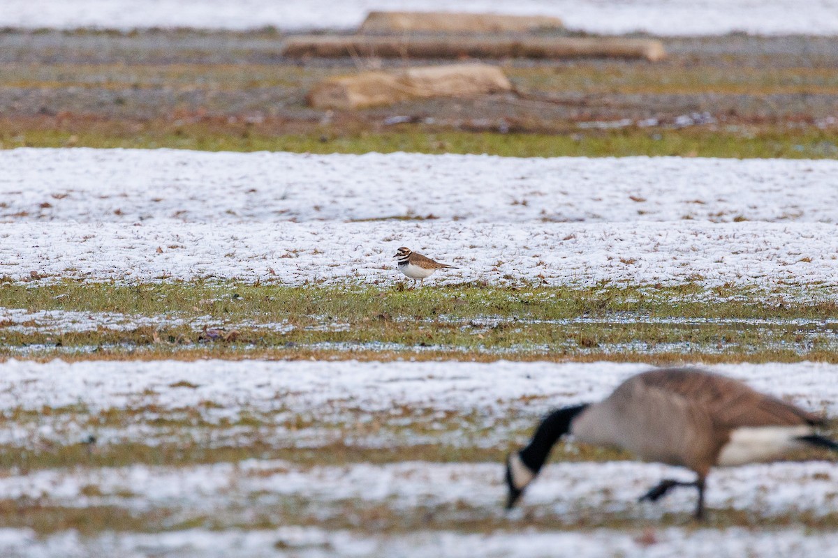 Killdeer - ML615807889