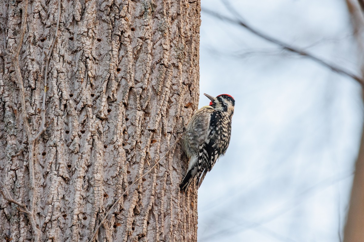 Yellow-bellied Sapsucker - ML615807892