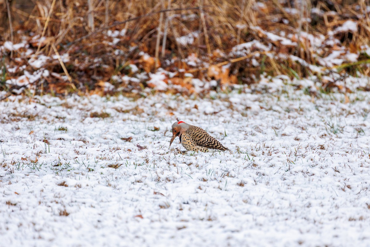 Northern Flicker - ML615807910