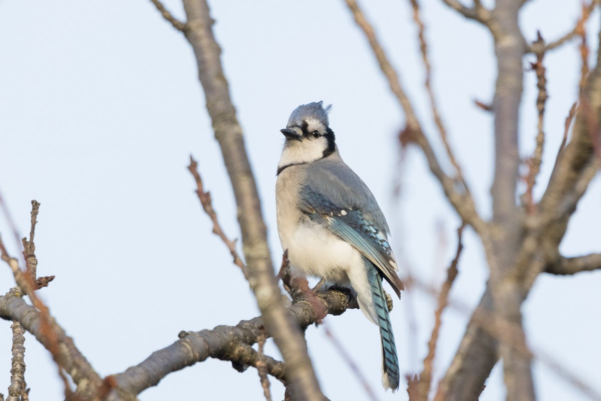 Blue Jay - ML615807955