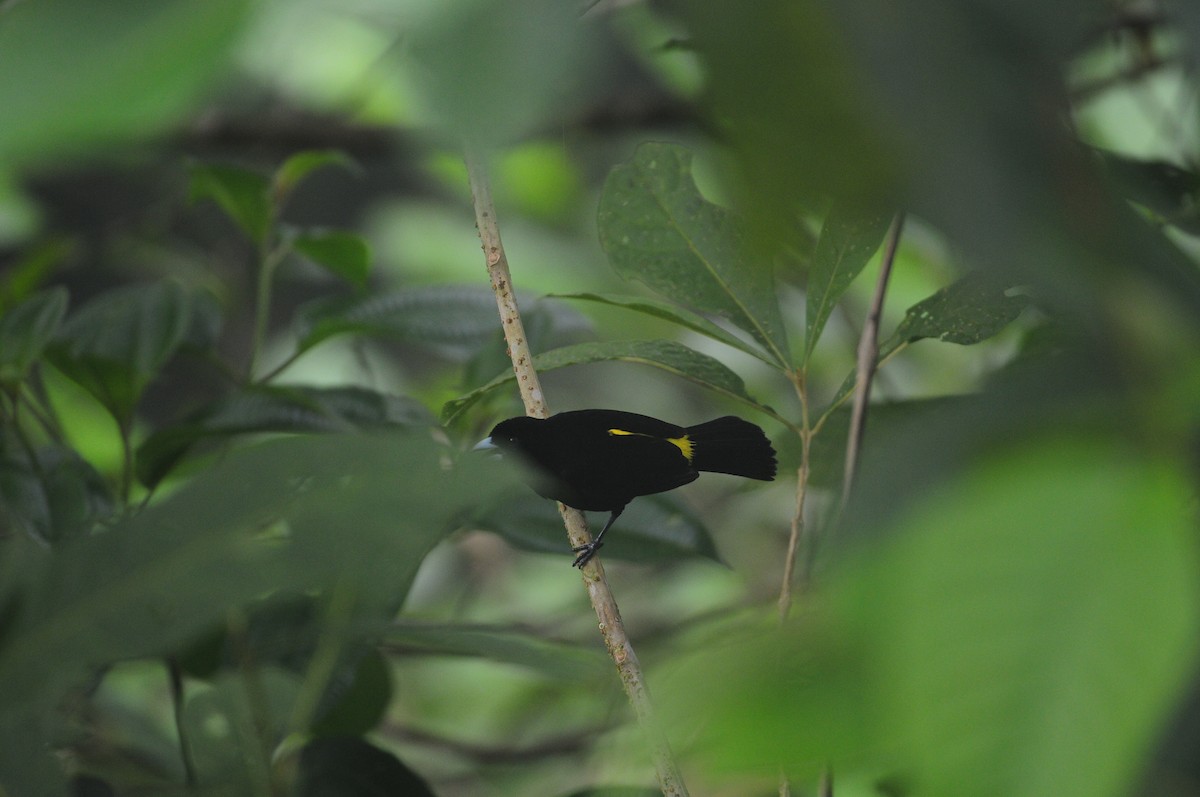Flame-rumped Tanager - Michael Preston