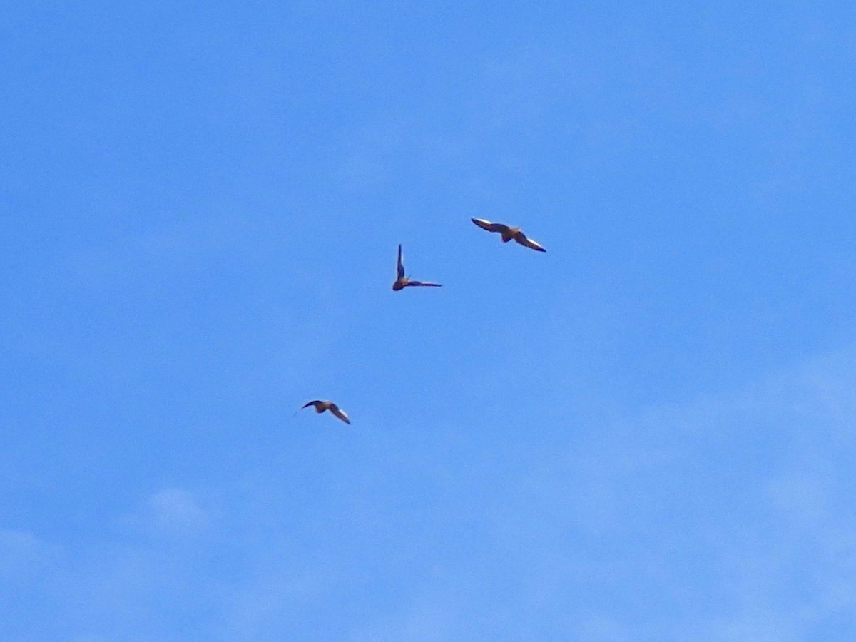 Chestnut-bellied Sandgrouse - ML615808017