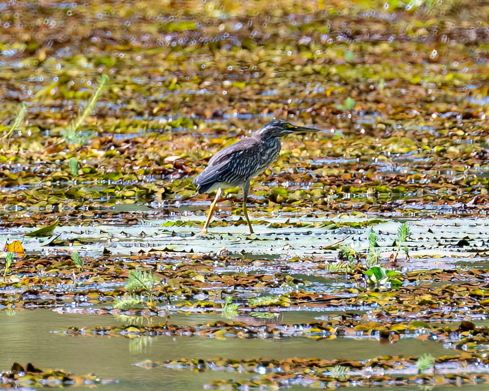 Striated Heron - ML615808026