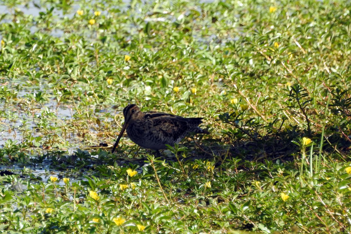 Latham's Snipe - ML615808111