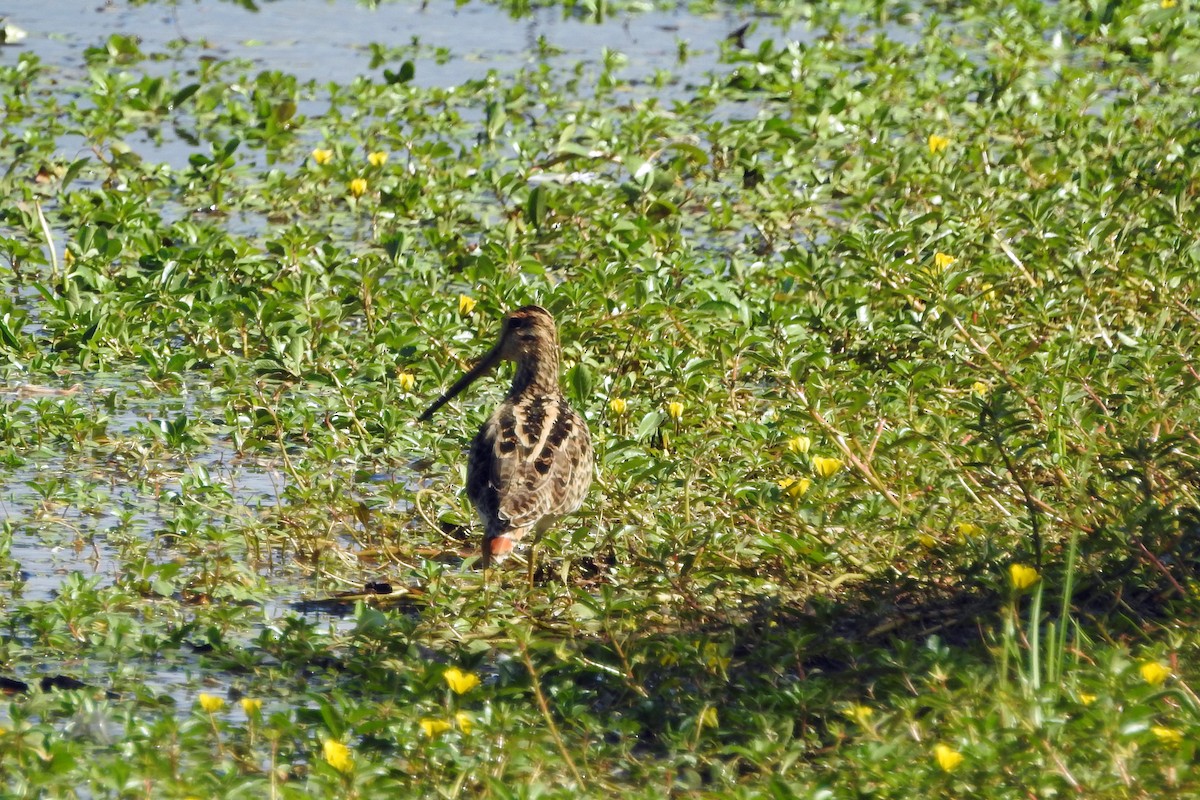 Agachadiza Japonesa - ML615808113