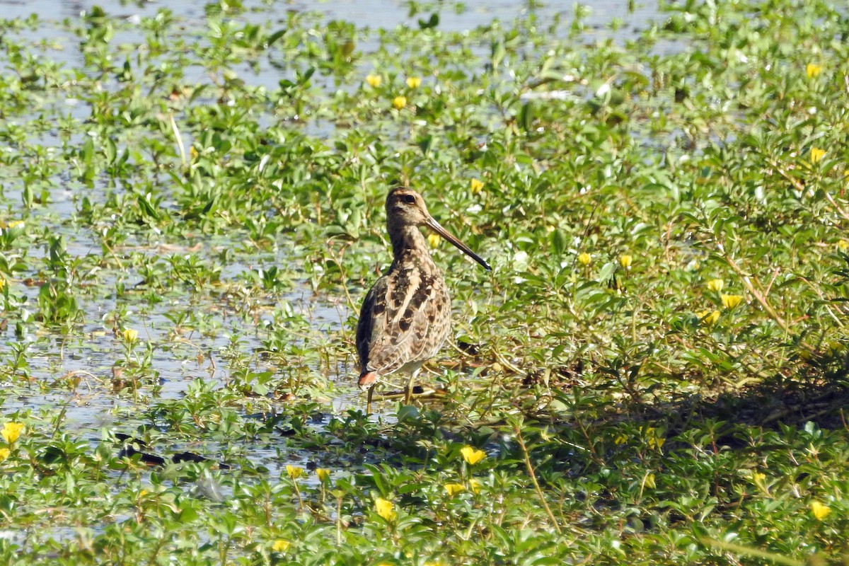 Latham's Snipe - ML615808115