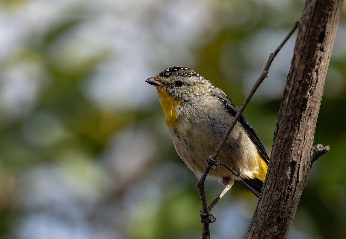 Pardalote pointillé - ML615808118