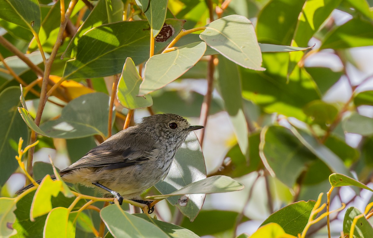 Inland Thornbill - ML615808131