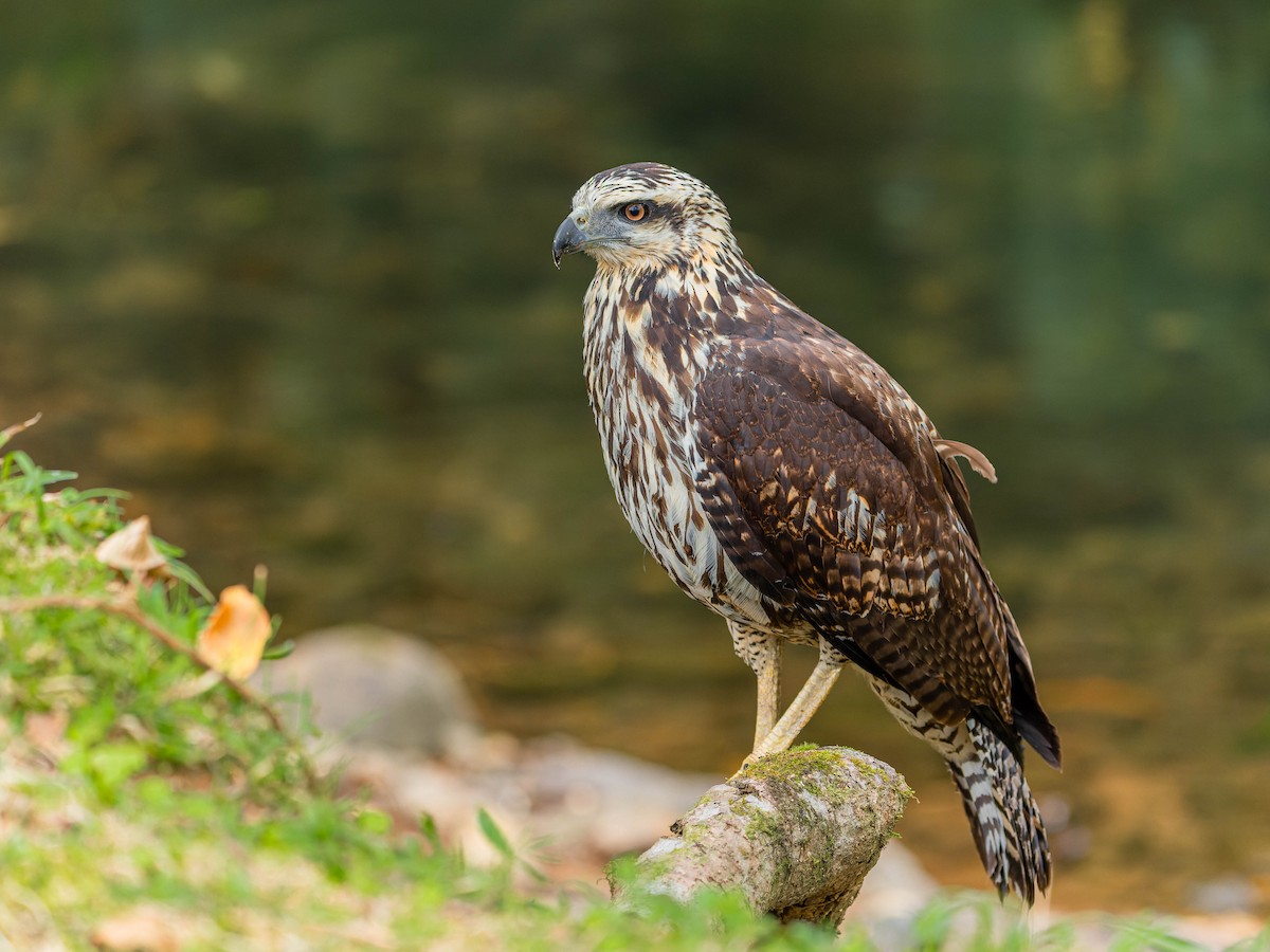 Great Black Hawk - ML615808182