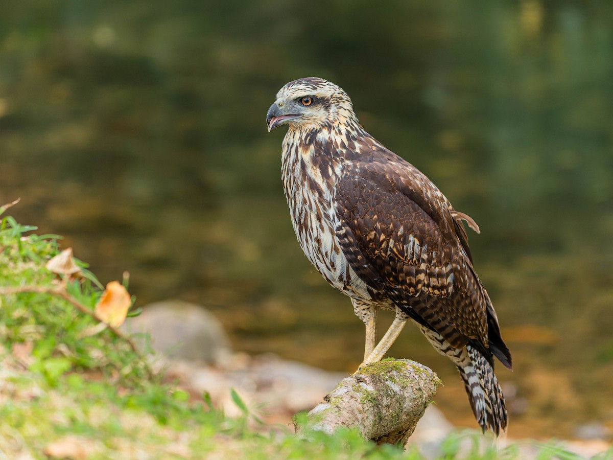 Great Black Hawk - ML615808183