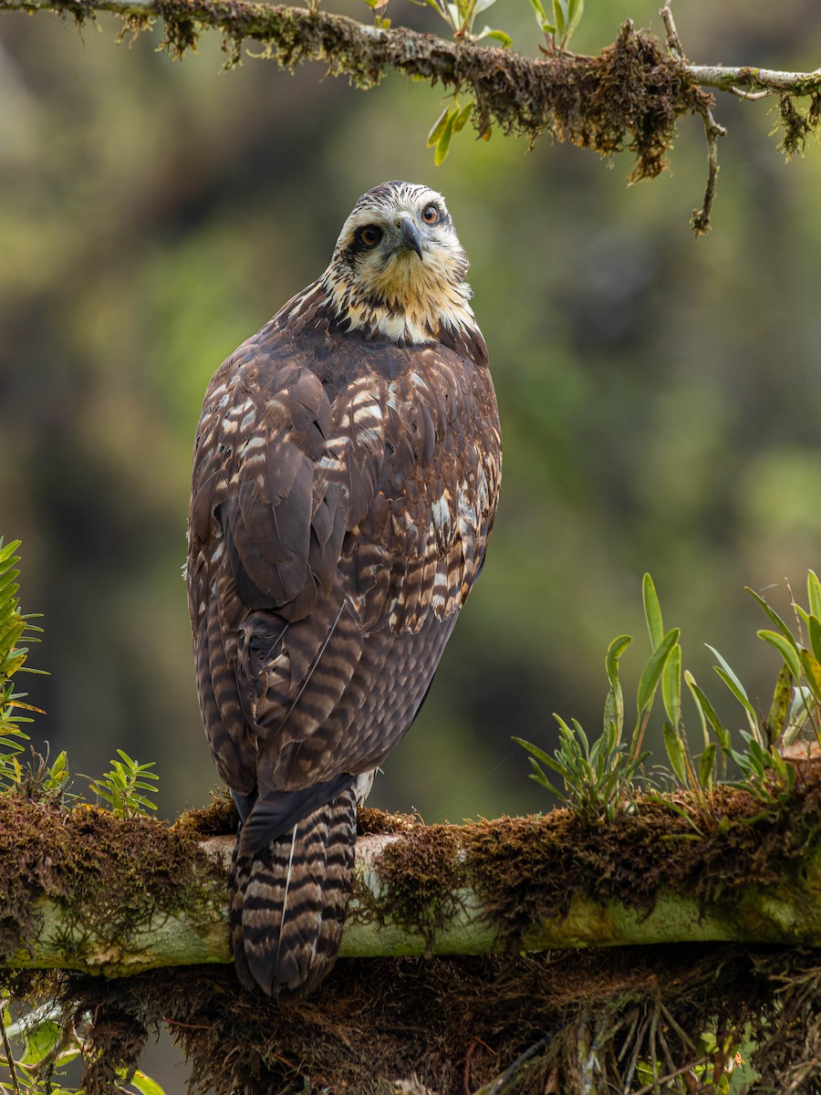 Great Black Hawk - ML615808184