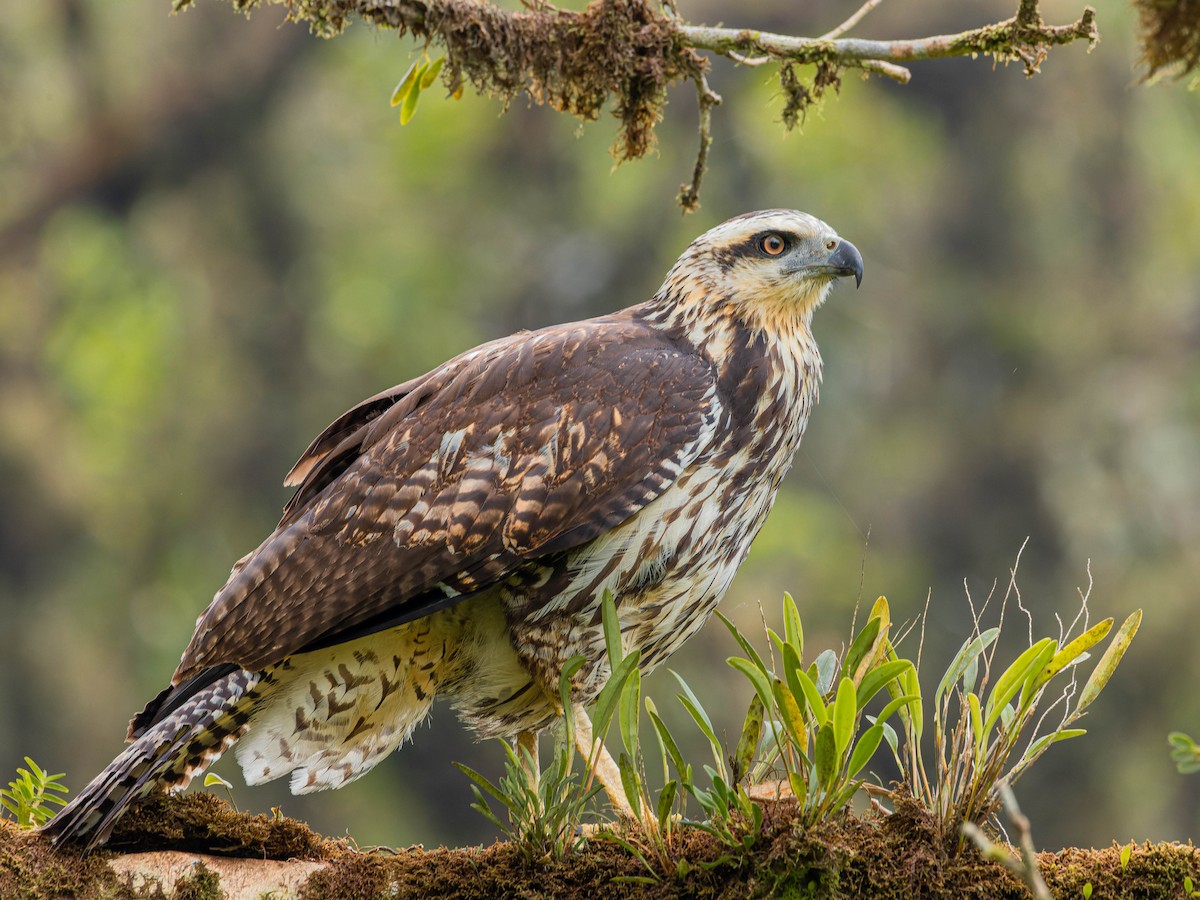 Great Black Hawk - ML615808185