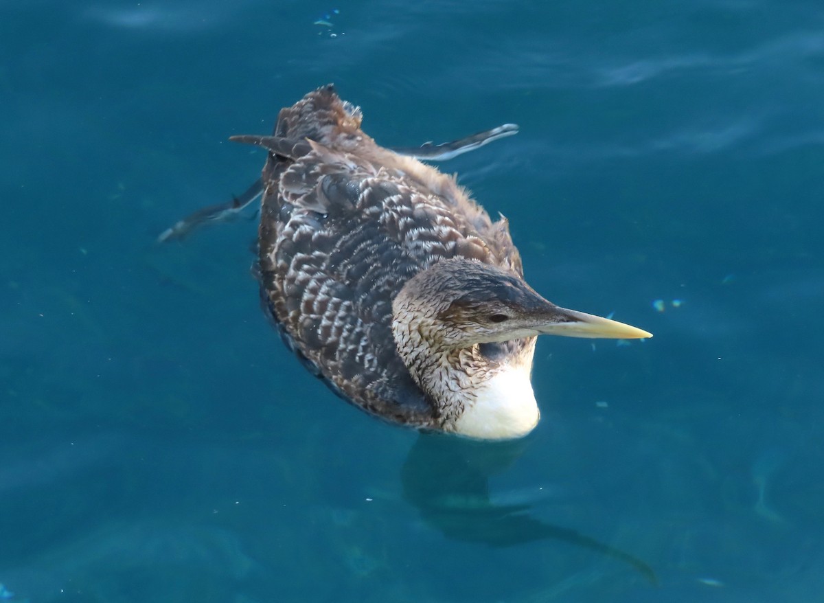 Yellow-billed Loon - ML615808235