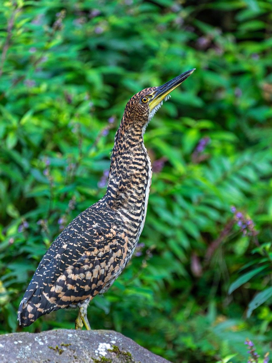 Fasciated Tiger-Heron - ML615808256