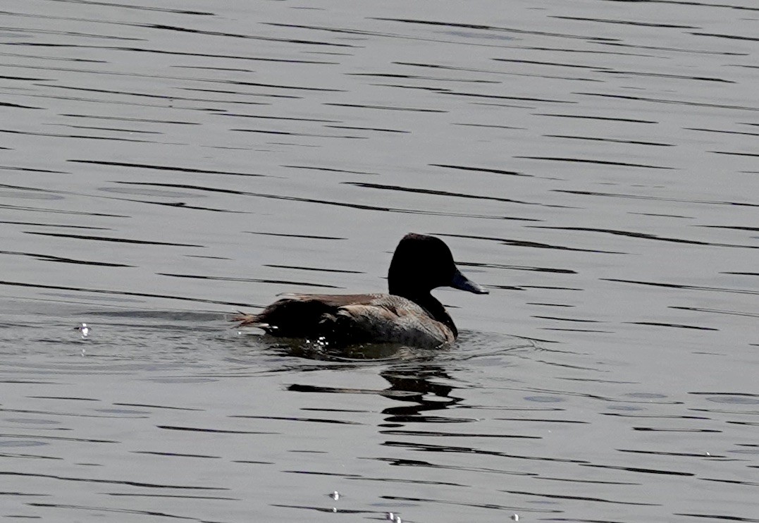 Lesser Scaup - ML615808341