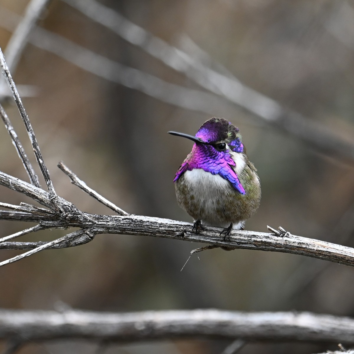 Costa's Hummingbird - Ronnie Reed