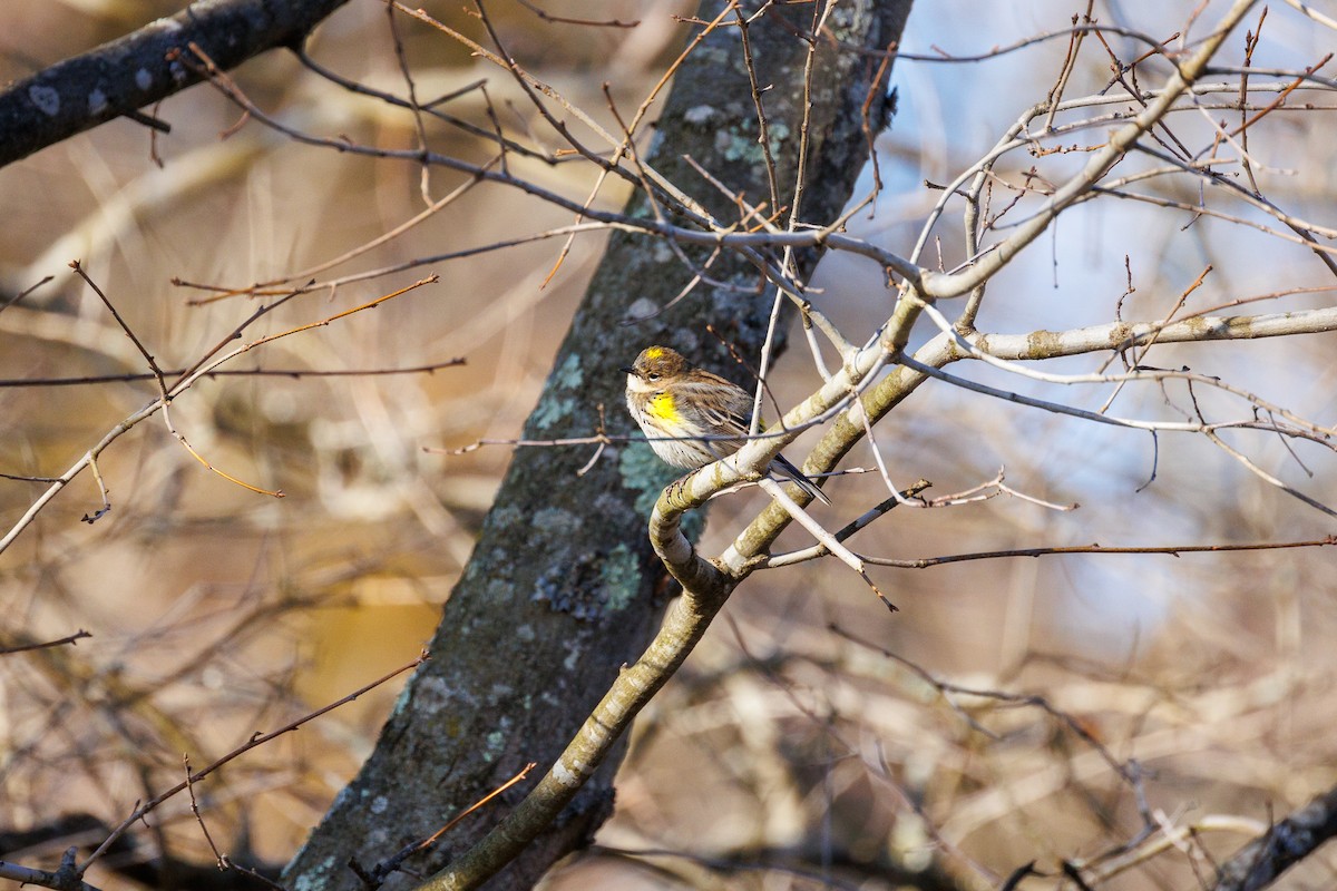 Yellow-rumped Warbler - ML615808369