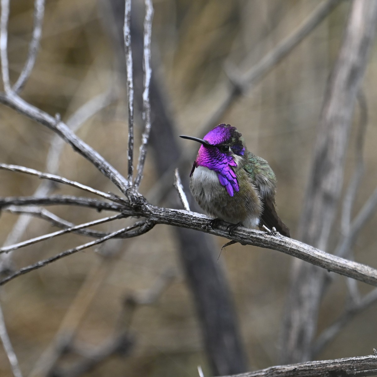 Costa's Hummingbird - ML615808374