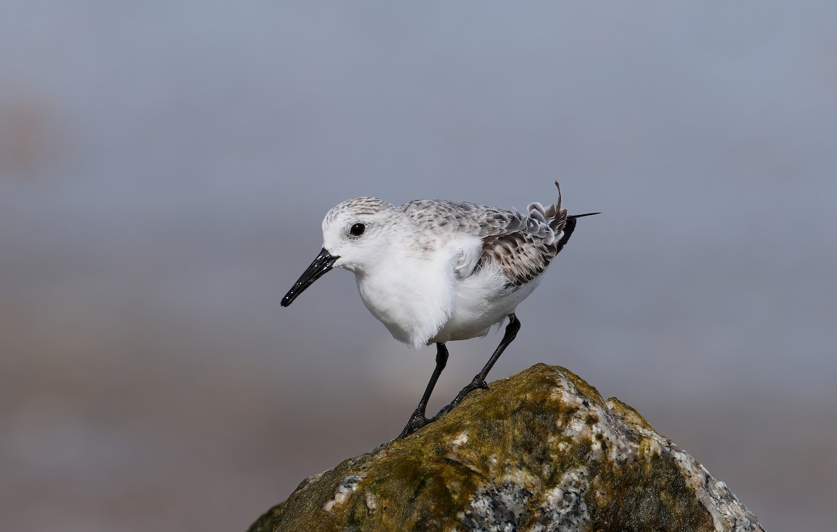 Bécasseau sanderling - ML615808382