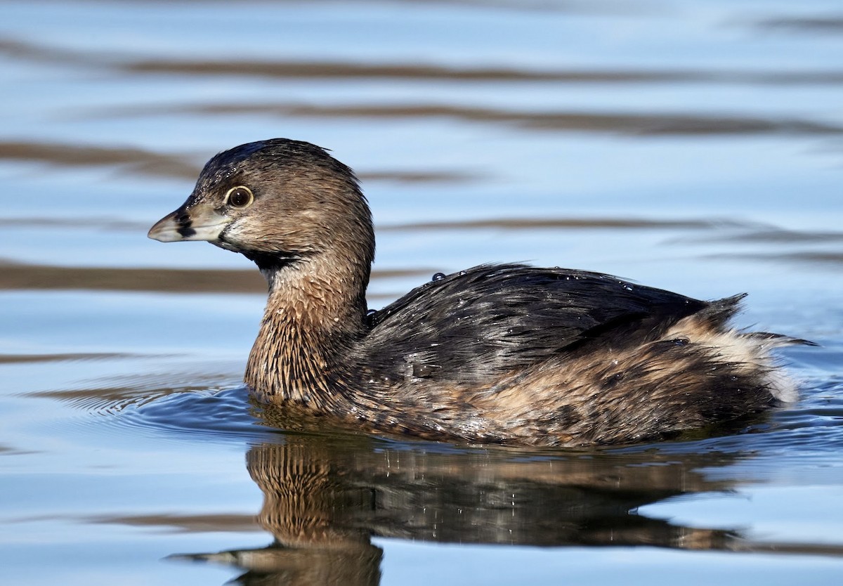 Pied-billed Grebe - ML615808385