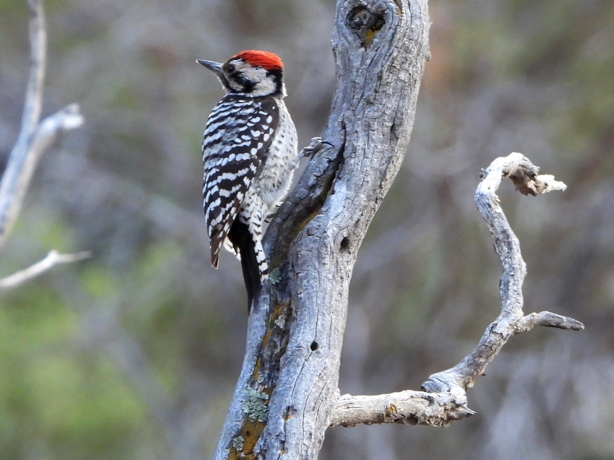 Ladder-backed Woodpecker - Mary Leigh